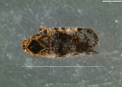 Cixius nervosus