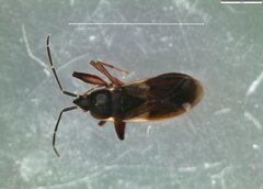 Gastrodes abietum