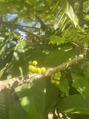 Phyllanthus acidus