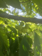 Phyllanthus acidus