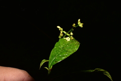 Palicourea caerulea