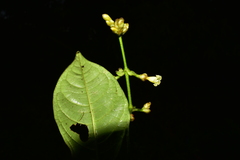Palicourea caerulea