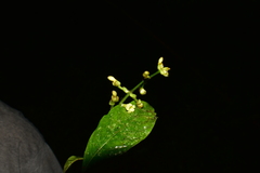 Palicourea caerulea
