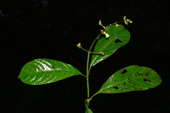 Palicourea caerulea