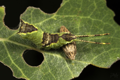 Microplitis ratzeburgii