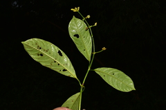 Palicourea caerulea