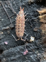 Porcellionides cingendus