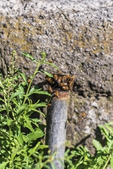 Apis mellifera