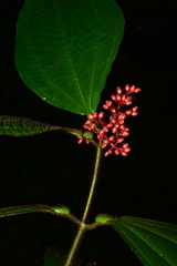 Miconia caquetana