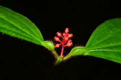 Miconia caquetana