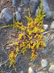 Juniperus rigida conferta