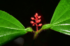 Miconia caquetana