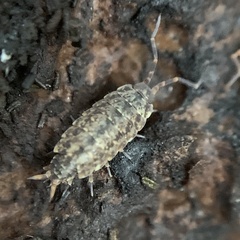 Porcellionides cingendus