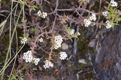 Crassula pruinosa