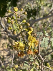 Erythrostemon pannosus