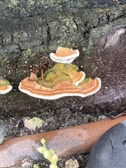 Ganoderma zonatum