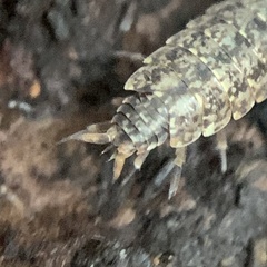 Porcellionides cingendus