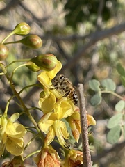 Erythrostemon pannosus
