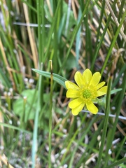Ranunculus peduncularis