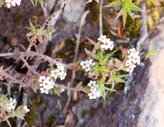 Crassula pruinosa