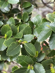 Nothofagus betuloides