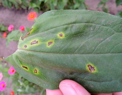 Alternaria