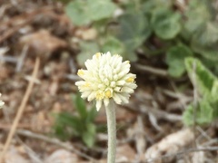 Pfaffia gnaphalioides