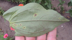 Alternaria