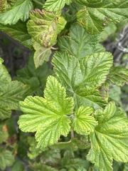 Ribes magellanicum