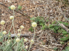 Pfaffia gnaphalioides