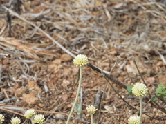 Pfaffia gnaphalioides