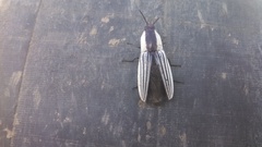 Chalcolepidius limbatus