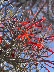 Psittacanthus sonorae