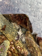 Oligocottus rubellio