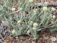 Pfaffia gnaphalioides