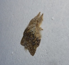 Stauropus thiaucourti