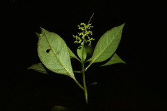 Palicoureeae