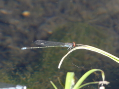 Pseudagrion sublacteum