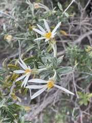 Chiliotrichum diffusum