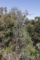Gymnosporia buxifolia