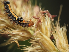 Orvasca subnotata