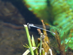 Pseudagrion kersteni