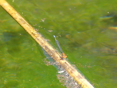 Pseudagrion massaicum