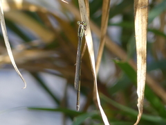 Pseudagrion gamblesi