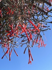 Psittacanthus sonorae