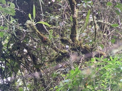 Margarornis squamiger