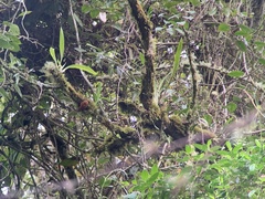 Margarornis squamiger