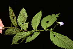 Monopyle