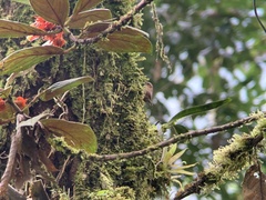 Troglodytes solstitialis