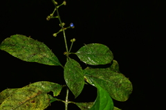 Palicourea caerulea